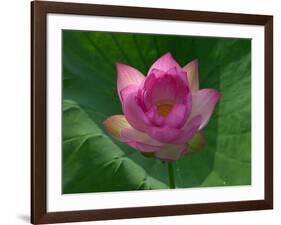 Blooming Water Lotuses Carpet Echo Park Lake-null-Framed Photographic Print