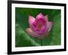 Blooming Water Lotuses Carpet Echo Park Lake-null-Framed Photographic Print