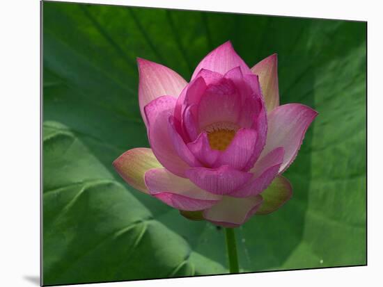 Blooming Water Lotuses Carpet Echo Park Lake-null-Mounted Photographic Print