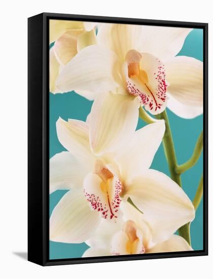 Blooming White Orchids-null-Framed Stretched Canvas