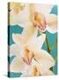 Blooming White Orchids-null-Stretched Canvas