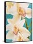 Blooming White Orchids-null-Framed Stretched Canvas