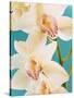 Blooming White Orchids-null-Stretched Canvas