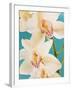 Blooming White Orchids-null-Framed Photographic Print