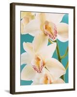 Blooming White Orchids-null-Framed Photographic Print