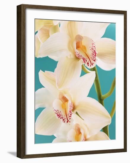 Blooming White Orchids-null-Framed Photographic Print