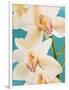 Blooming White Orchids-null-Framed Photographic Print