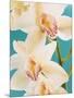 Blooming White Orchids-null-Mounted Photographic Print