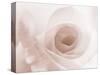 Blooming White Rose-null-Stretched Canvas