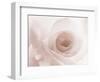 Blooming White Rose-null-Framed Photographic Print