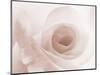 Blooming White Rose-null-Mounted Photographic Print