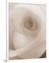 Blooming White Rose-null-Framed Photographic Print