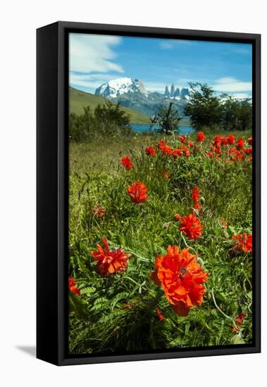 Blooming Wild Flowers in the Torres Del Paine National Park, Patagonia, Chile, South America-Michael Runkel-Framed Stretched Canvas