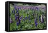 Blooming Wild Flowers in the Torres Del Paine National Park, Patagonia, Chile, South America-Michael Runkel-Framed Stretched Canvas