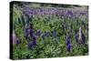 Blooming Wild Flowers in the Torres Del Paine National Park, Patagonia, Chile, South America-Michael Runkel-Stretched Canvas