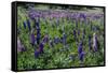 Blooming Wild Flowers in the Torres Del Paine National Park, Patagonia, Chile, South America-Michael Runkel-Framed Stretched Canvas
