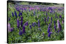 Blooming Wild Flowers in the Torres Del Paine National Park, Patagonia, Chile, South America-Michael Runkel-Stretched Canvas