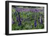 Blooming Wild Flowers in the Torres Del Paine National Park, Patagonia, Chile, South America-Michael Runkel-Framed Photographic Print