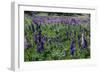 Blooming Wild Flowers in the Torres Del Paine National Park, Patagonia, Chile, South America-Michael Runkel-Framed Photographic Print