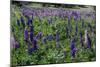 Blooming Wild Flowers in the Torres Del Paine National Park, Patagonia, Chile, South America-Michael Runkel-Mounted Photographic Print