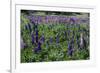 Blooming Wild Flowers in the Torres Del Paine National Park, Patagonia, Chile, South America-Michael Runkel-Framed Photographic Print