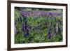 Blooming Wild Flowers in the Torres Del Paine National Park, Patagonia, Chile, South America-Michael Runkel-Framed Photographic Print