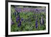 Blooming Wild Flowers in the Torres Del Paine National Park, Patagonia, Chile, South America-Michael Runkel-Framed Photographic Print