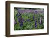 Blooming Wild Flowers in the Torres Del Paine National Park, Patagonia, Chile, South America-Michael Runkel-Framed Photographic Print