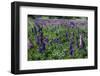 Blooming Wild Flowers in the Torres Del Paine National Park, Patagonia, Chile, South America-Michael Runkel-Framed Photographic Print