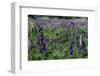 Blooming Wild Flowers in the Torres Del Paine National Park, Patagonia, Chile, South America-Michael Runkel-Framed Photographic Print