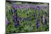 Blooming Wild Flowers in the Torres Del Paine National Park, Patagonia, Chile, South America-Michael Runkel-Mounted Photographic Print