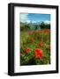 Blooming Wild Flowers in the Torres Del Paine National Park, Patagonia, Chile, South America-Michael Runkel-Framed Photographic Print