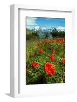 Blooming Wild Flowers in the Torres Del Paine National Park, Patagonia, Chile, South America-Michael Runkel-Framed Photographic Print