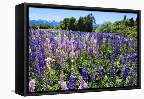 Blooming Wild Flowers, Los Alerces National Park, Chubut, Patagonia, Argentina, South America-Michael Runkel-Framed Stretched Canvas