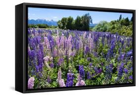 Blooming Wild Flowers, Los Alerces National Park, Chubut, Patagonia, Argentina, South America-Michael Runkel-Framed Stretched Canvas