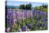 Blooming Wild Flowers, Los Alerces National Park, Chubut, Patagonia, Argentina, South America-Michael Runkel-Stretched Canvas