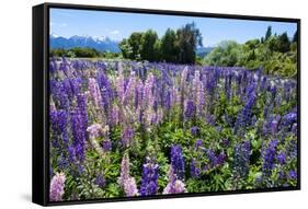 Blooming Wild Flowers, Los Alerces National Park, Chubut, Patagonia, Argentina, South America-Michael Runkel-Framed Stretched Canvas