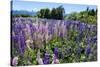 Blooming Wild Flowers, Los Alerces National Park, Chubut, Patagonia, Argentina, South America-Michael Runkel-Stretched Canvas