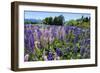 Blooming Wild Flowers, Los Alerces National Park, Chubut, Patagonia, Argentina, South America-Michael Runkel-Framed Photographic Print