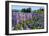 Blooming Wild Flowers, Los Alerces National Park, Chubut, Patagonia, Argentina, South America-Michael Runkel-Framed Photographic Print