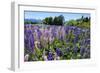 Blooming Wild Flowers, Los Alerces National Park, Chubut, Patagonia, Argentina, South America-Michael Runkel-Framed Photographic Print