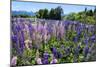 Blooming Wild Flowers, Los Alerces National Park, Chubut, Patagonia, Argentina, South America-Michael Runkel-Mounted Photographic Print