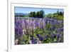 Blooming Wild Flowers, Los Alerces National Park, Chubut, Patagonia, Argentina, South America-Michael Runkel-Framed Photographic Print