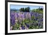 Blooming Wild Flowers, Los Alerces National Park, Chubut, Patagonia, Argentina, South America-Michael Runkel-Framed Photographic Print