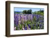 Blooming Wild Flowers, Los Alerces National Park, Chubut, Patagonia, Argentina, South America-Michael Runkel-Framed Photographic Print