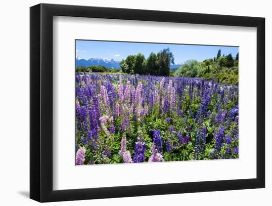 Blooming Wild Flowers, Los Alerces National Park, Chubut, Patagonia, Argentina, South America-Michael Runkel-Framed Photographic Print