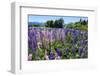 Blooming Wild Flowers, Los Alerces National Park, Chubut, Patagonia, Argentina, South America-Michael Runkel-Framed Photographic Print