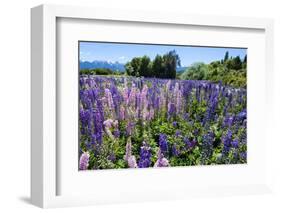 Blooming Wild Flowers, Los Alerces National Park, Chubut, Patagonia, Argentina, South America-Michael Runkel-Framed Photographic Print