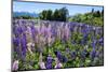 Blooming Wild Flowers, Los Alerces National Park, Chubut, Patagonia, Argentina, South America-Michael Runkel-Mounted Photographic Print