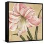 Blooming Wonder II-Judy Shelby-Framed Stretched Canvas